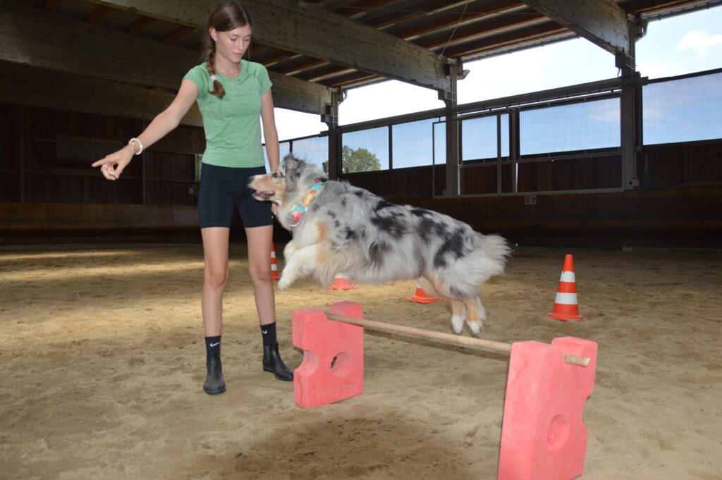 Mädchen schickt einen Australian Shepherd über ein kleines Sprunghindernis