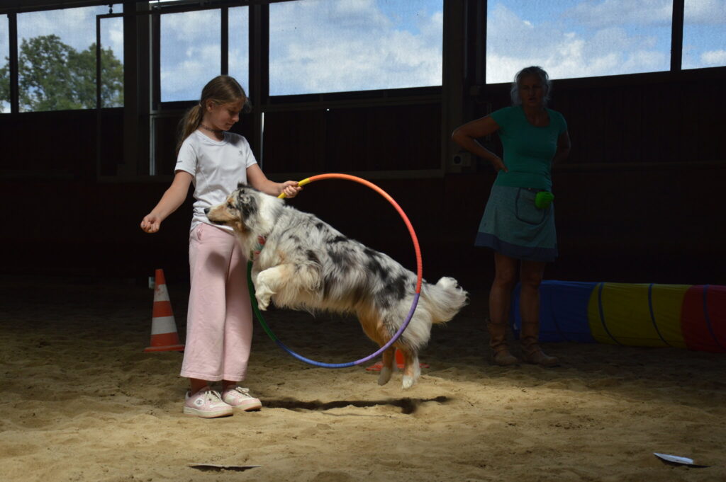 Mädchen schickt einen Australian Shepherd durch einen bunten Reifen